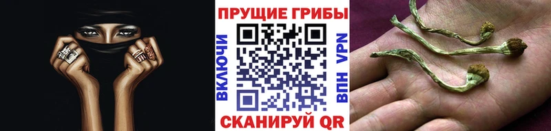 Купить где  Гуково  Галлюциногенные грибы Cubensis 